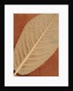 Single Leaf by William Henry Fox Talbot