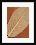 Single Leaf by William Henry Fox Talbot
