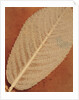 Single Leaf by William Henry Fox Talbot