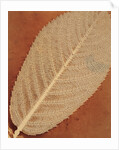Single Leaf by William Henry Fox Talbot