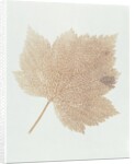 Leaf by William Henry Fox Talbot