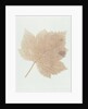 Leaf by William Henry Fox Talbot