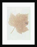 Leaf by William Henry Fox Talbot