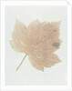 Leaf by William Henry Fox Talbot