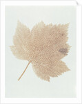 Leaf by William Henry Fox Talbot