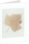 Leaf by William Henry Fox Talbot