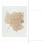 Leaf by William Henry Fox Talbot