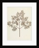 Botanical Specimen by William Henry Fox Talbot