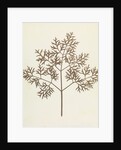 Botanical Specimen by William Henry Fox Talbot