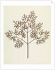 Botanical Specimen by William Henry Fox Talbot