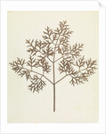 Botanical Specimen by William Henry Fox Talbot