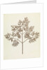 Botanical Specimen by William Henry Fox Talbot