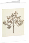 Botanical Specimen by William Henry Fox Talbot