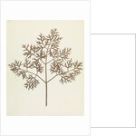 Botanical Specimen by William Henry Fox Talbot