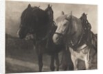 Horses by Alfred Stieglitz