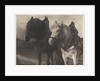 Horses by Alfred Stieglitz