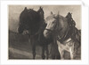 Horses by Alfred Stieglitz