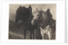 Horses by Alfred Stieglitz
