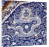 Twelve-Symbol robe, detail by Anonymous