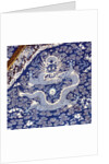 Twelve-Symbol robe, detail by Anonymous