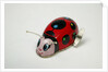 Clockwork ladybird by Unknown
