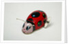 Clockwork ladybird by Unknown