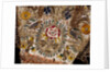 Gloves with a rose in an oval flanked with birds and flowers by Unknown