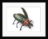 Clockwork beetle by Ernst Paul Lehman