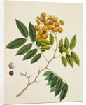 Common Sterculia. Guangzhou, China, c.1800-40 by Unknown