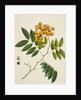 Common Sterculia. Guangzhou, China, c.1800-40 by Unknown
