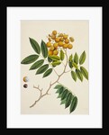 Common Sterculia. Guangzhou, China, c.1800-40 by Unknown