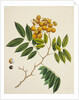Common Sterculia. Guangzhou, China, c.1800-40 by Unknown
