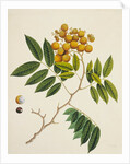 Common Sterculia. Guangzhou, China, c.1800-40 by Unknown