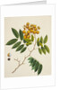 Common Sterculia. Guangzhou, China, c.1800-40 by Unknown