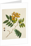 Common Sterculia. Guangzhou, China, c.1800-40 by Unknown