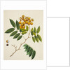 Common Sterculia. Guangzhou, China, c.1800-40 by Unknown