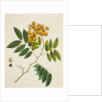 Common Sterculia. Guangzhou, China, c.1800-40 by Unknown