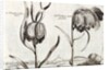 Frittillaria, from Jardin de Fleurs by Crispijn van de Passe