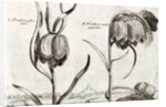Frittillaria, from Jardin de Fleurs by Crispijn van de Passe
