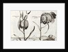 Frittillaria, from Jardin de Fleurs by Crispijn van de Passe