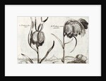 Frittillaria, from Jardin de Fleurs by Crispijn van de Passe
