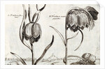 Frittillaria, from Jardin de Fleurs by Crispijn van de Passe