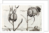 Frittillaria, from Jardin de Fleurs by Crispijn van de Passe
