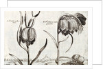 Frittillaria, from Jardin de Fleurs by Crispijn van de Passe