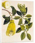 Fingered Citron or Fo Shou. Guangzhou, China, 1800-40 by Unknown