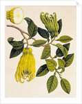 Fingered Citron or Fo Shou. Guangzhou, China, 1800-40 by Unknown