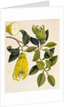 Fingered Citron or Fo Shou. Guangzhou, China, 1800-40 by Unknown