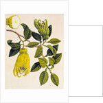 Fingered Citron or Fo Shou. Guangzhou, China, 1800-40 by Unknown