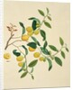 Dates on a branch by Unknown