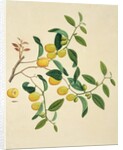 Dates on a branch by Unknown